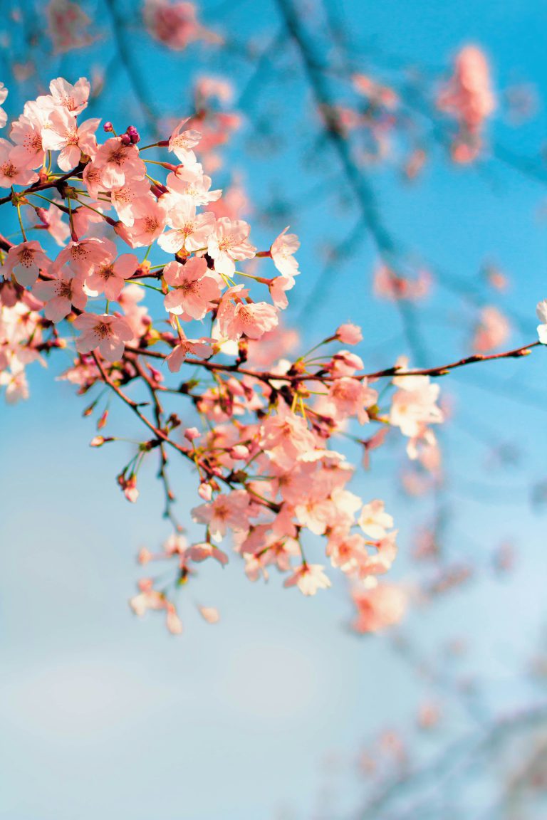 VDM Tokyo offers high-quality pocket Wi-Fi and travel SIM cards for foreign residents in Japan, ensuring reliable connectivity through strong partnerships with local telecommunication carriers.