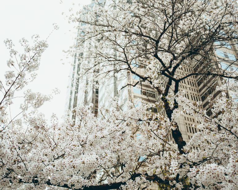 VDM Tokyo offers high-quality pocket Wi-Fi and travel SIM cards for foreign residents in Japan, ensuring reliable connectivity through strong partnerships with local telecommunication carriers.